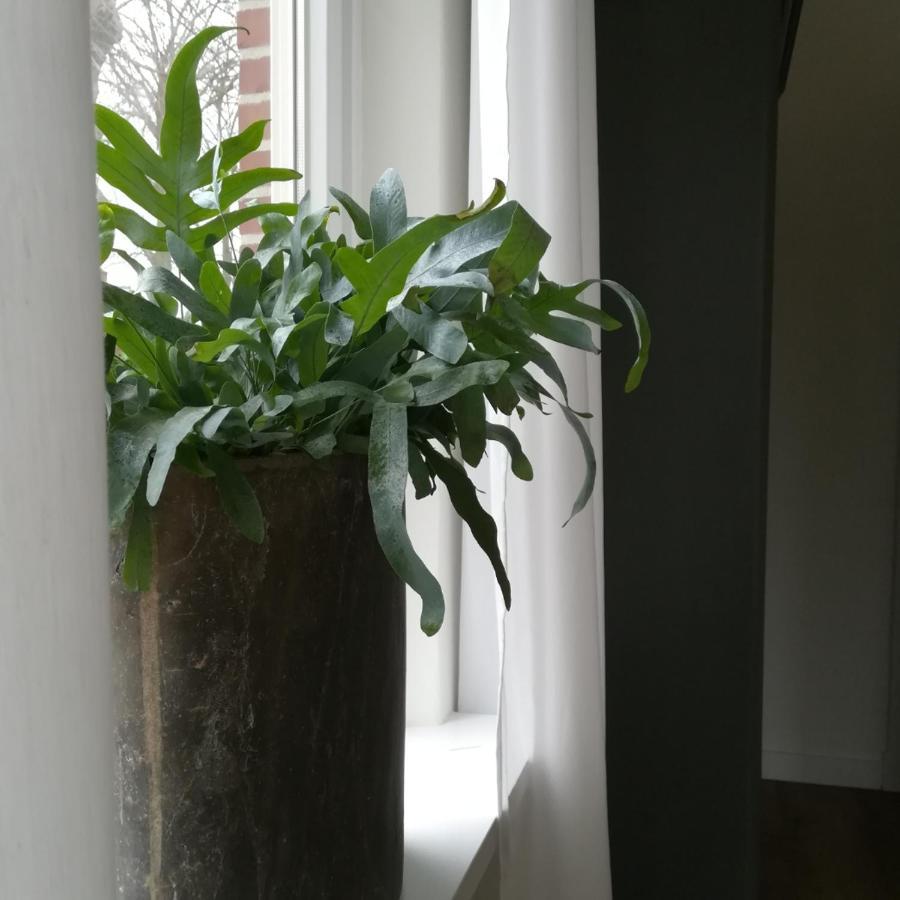 B&B Het Klontje Vriescheloo Exteriér fotografie